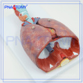 PNT-0430 Nasen-, Mund-, Pharynx- und Larynx-Cavity-Modell, humanes Atmungssystemmodell